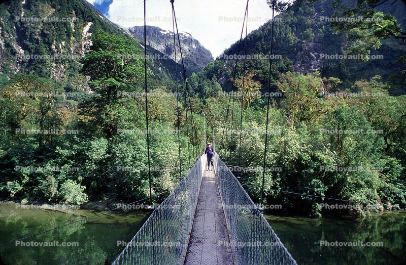 footbridge, forest, Fiordland National Park