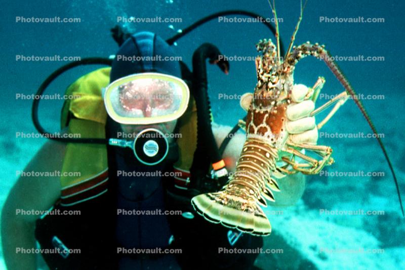 Lobster, Man, Diving