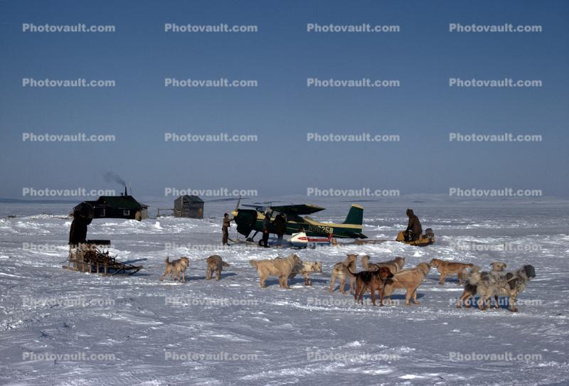 Nome Alaska Airport OME, Husky Dog Sled Team, N9625B, 1957 Cessna 180A aircraft