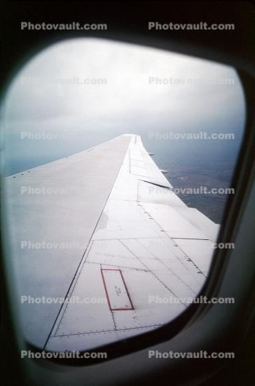 lone Wing in Flight