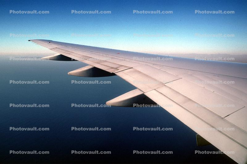 Lone Wing in Flight