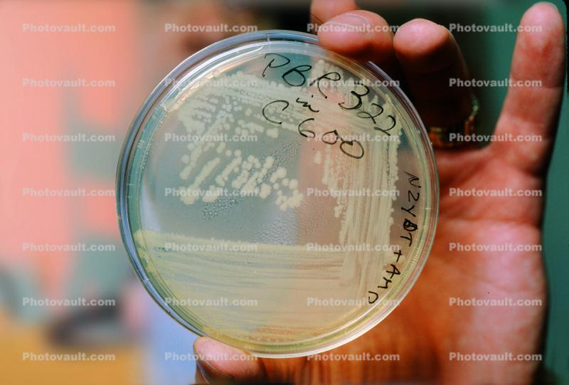 Petri Dish, Culture, Laboratory, Lab, Room, equipment, Bacteria