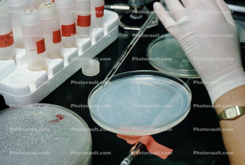 Petri Dish, Culture, Laboratory, Lab, Room, equipment, Bacteria