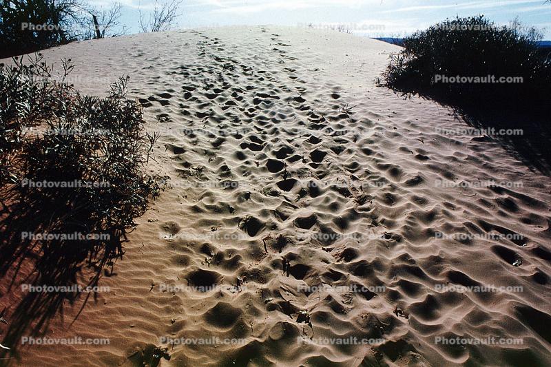 Sand Dune, Footprint