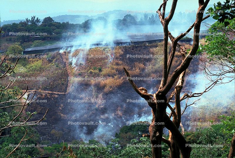 jungle, slash and burn, Costa Rica, Rainforest Destruction, Smoke, deforestation