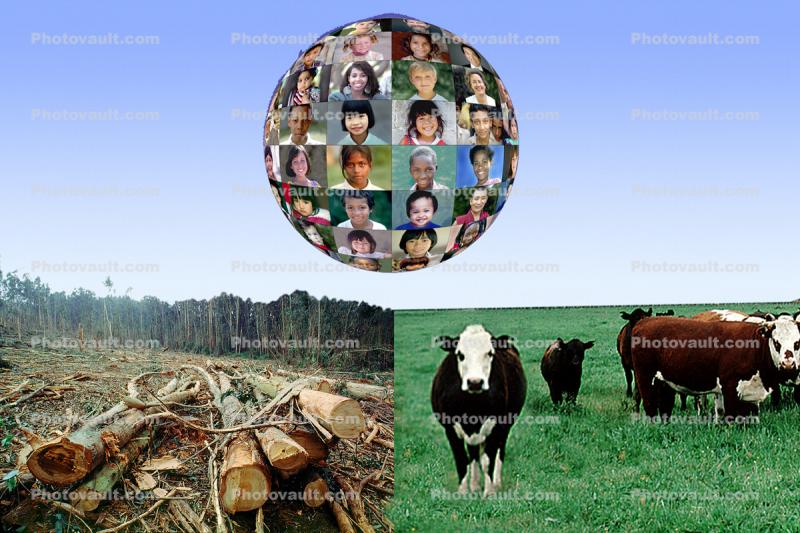 Deforestation for Raising Beef Cattle, Burgers, hamburger, meat, Photo-illustration