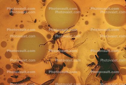Flies and insects in a toxic soup, Oil Drum, Toxic Sludge, Toxic Waste, hazardous materials, Waste Dump, Storage