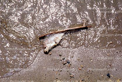 Dead Fish from Water Pollution, Contamination