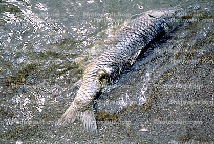 Dead Fish from Water Pollution, Contamination