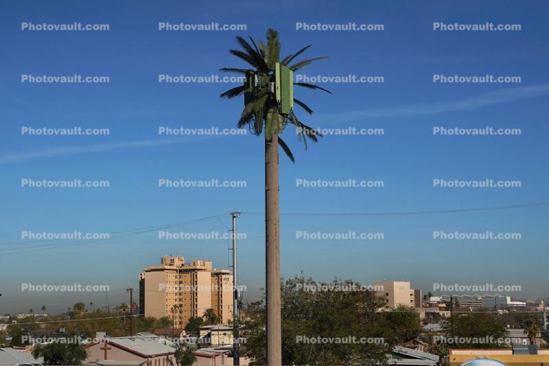 Disguised Cellular Phone Tower, Palm Tree