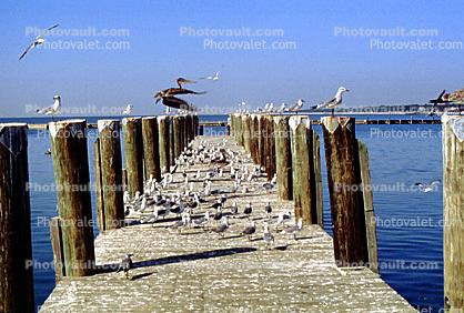Pier, Docks, Pelicans, Seagulls, Long Beach Mississippi