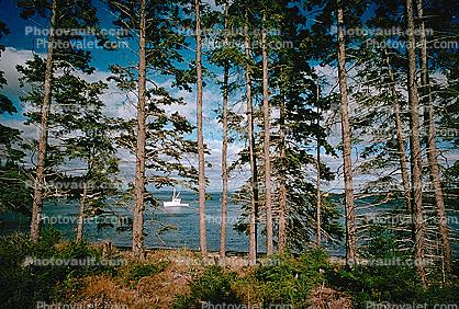 Spruce Tree, Lobster Boat, Deer Island, Penobscot Bay