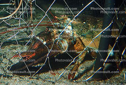 lobster trap