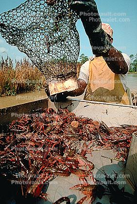 Red Crayfish (Promcamarus clarkii), Cajun Country
