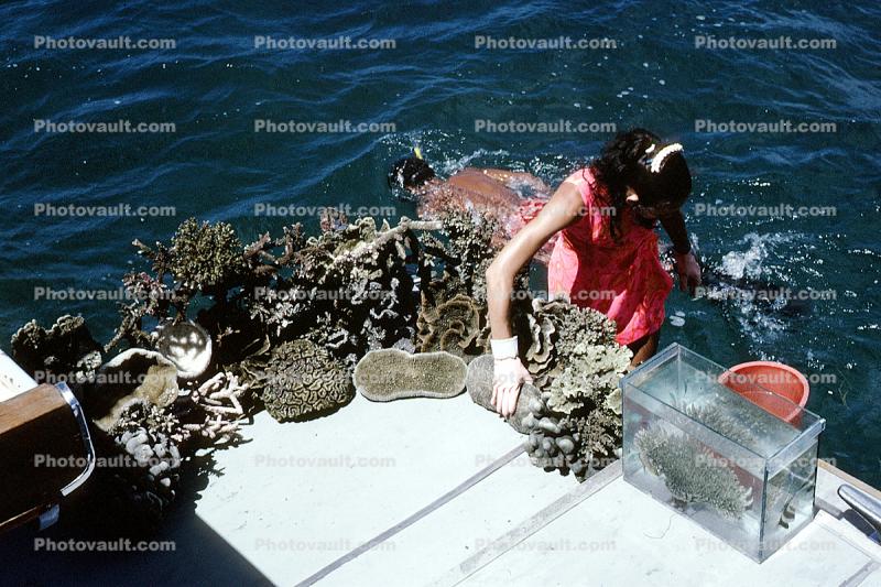 Coral Hunting, Woman, Hawaii
