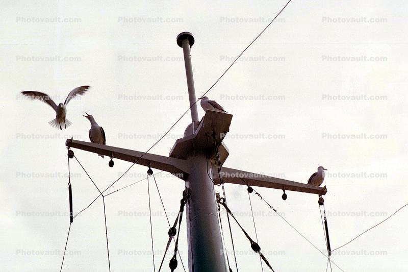Mast, Birds, lines, 1950s