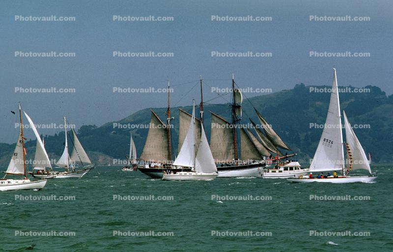 A Bevy of Sailboats, crowded, flotilla