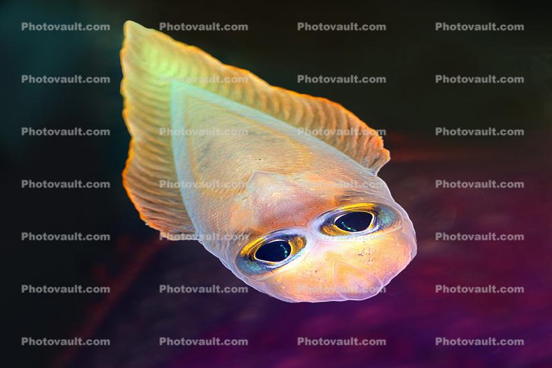 Strange little fish creature alien