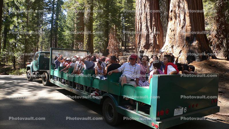 Open Air Shuttle, Truck, Trailer, Sequoia Trees