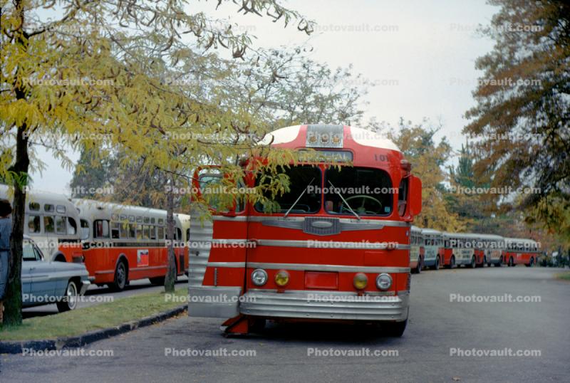 Buses lined up, head-on, front view, 1960s