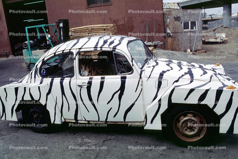 Zebra, Volkswagen, VW