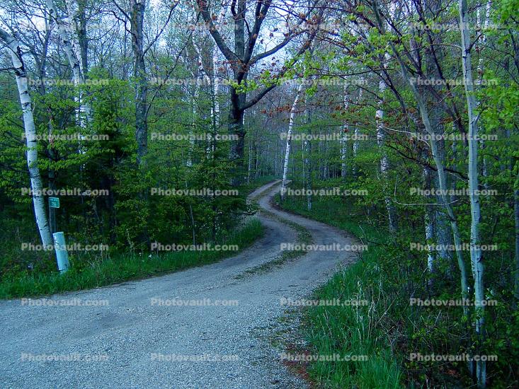 S-Curve, Tree Lined Road, Washington Island, Wisconsin