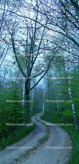 Tree Lined Road, Washington Island, Wisconsin, Panorama, Curve, S-Curve, S-Turn, bucolic