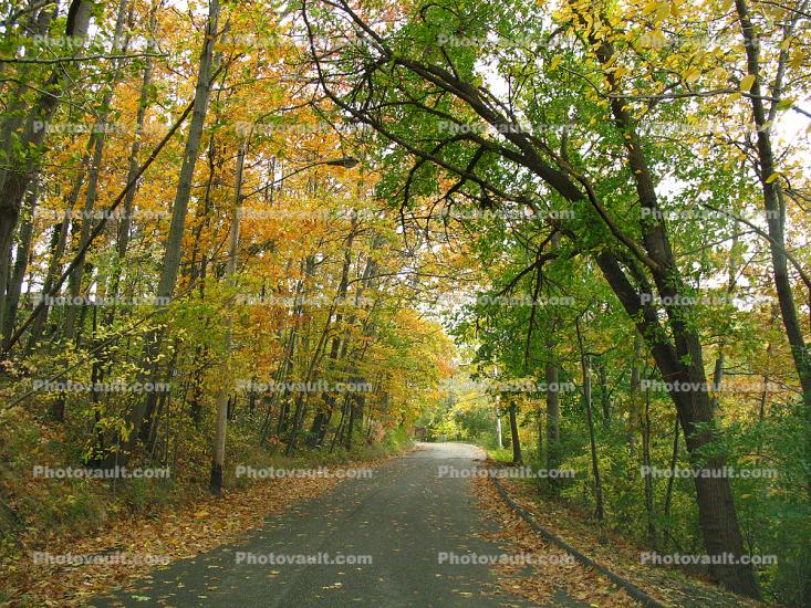 Fall Colors, Autumn, Deciduous Trees, Woodland, Tree Lined Road