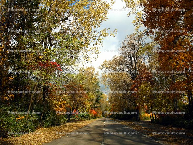 Fall Colors, Autumn, Deciduous Trees, Woodland, Presque Isle, Pennsylvania
