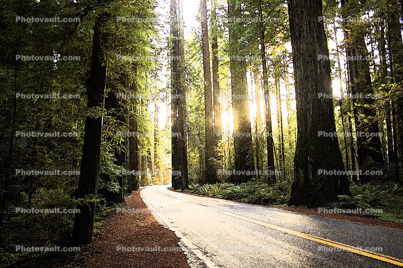 Avenue of the Giants, Redwood Trees