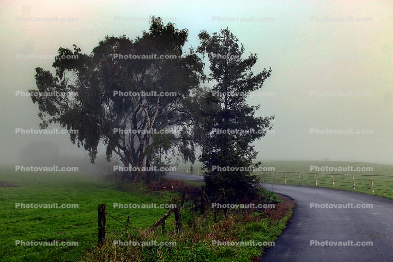 Fog, Trees, Road, Fence, Fields