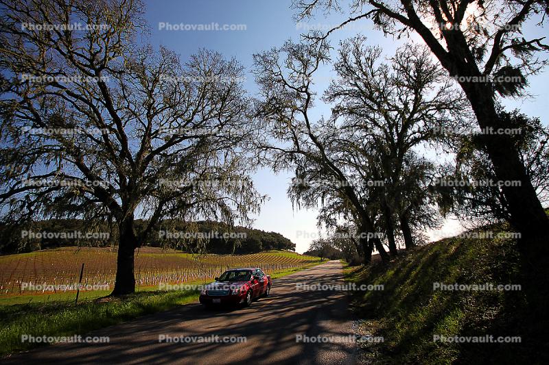 Tree lined road, shadow, Vineyard Road, Paso Robles Wine Country