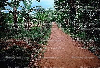 banana plantation, Dirt Road, unpaved