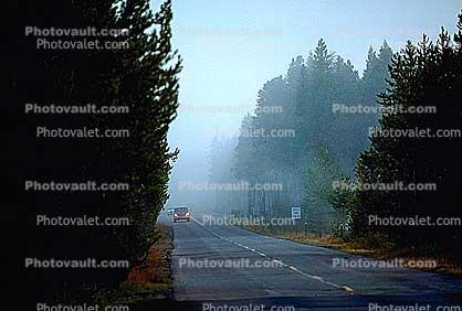 Trees, forest, highway, car, road, roadway