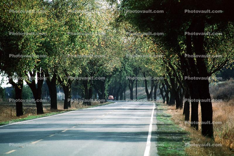 Highway, Roadway, Tree lined road