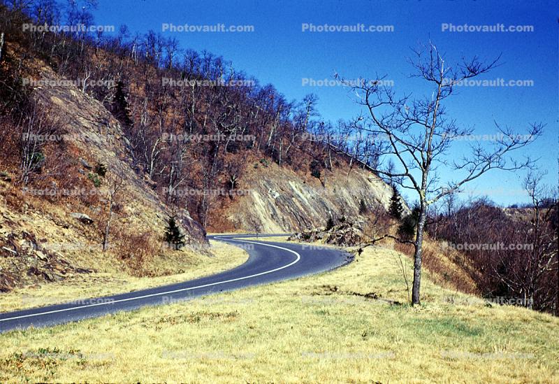 Highway, Roadway, Road, Bare Tree, S-Curve