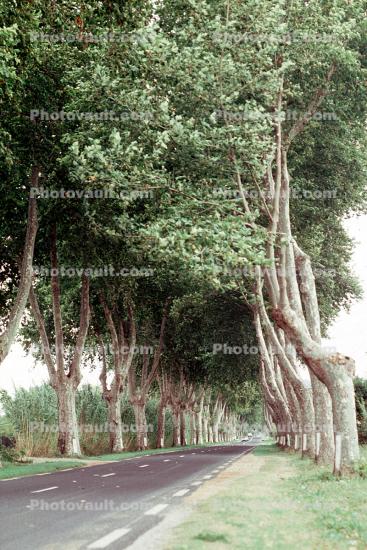 Tree Lined Road, Street, Highway, Valmy, Roadway, Road