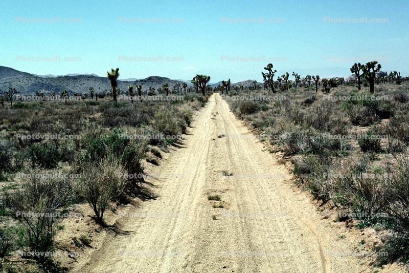 Dirt Road, Joshua Tree National Monument, unpaved, scrub brush, bush