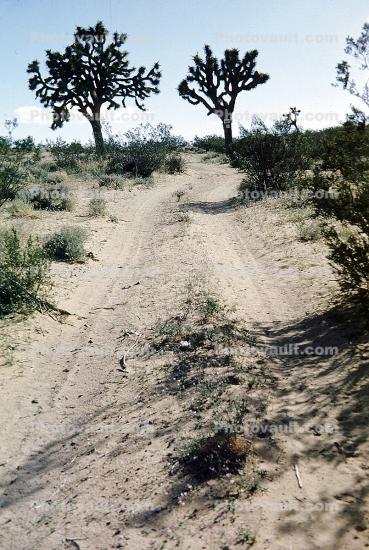 Dirt Road, Joshua Trees, California Desert, unpaved