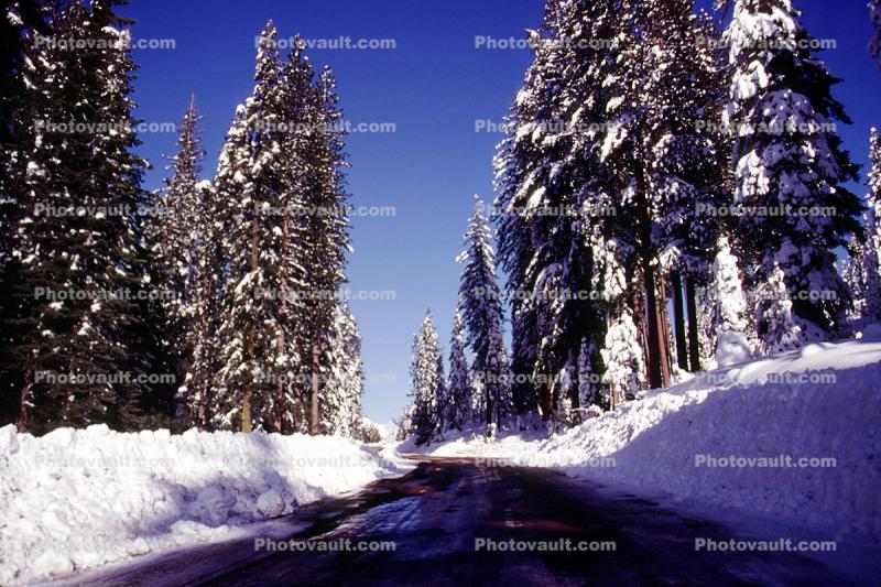 snow, arrow, direction, directional, Ice, Cold, Frozen, Icy, Winter, Tree Lined Road, Highway