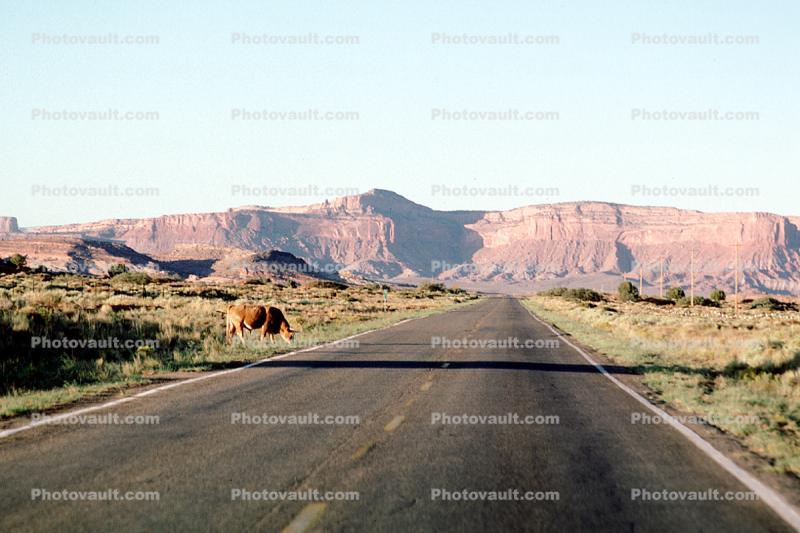 Cow, cattle, Mesa, Road, Roadway, Highway 163, Monument Valley, Arizona