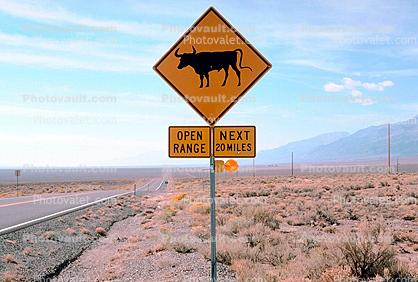 open range cattle, Desert, Road, Roadway, Highway, Steer