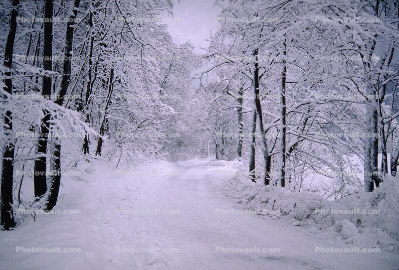 Tree line Road, snow, Ice, Cold, Frozen, Icy, Winter, near Oslo, Norway, near Oslo Norway