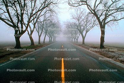 Tree Lined Road, Highway