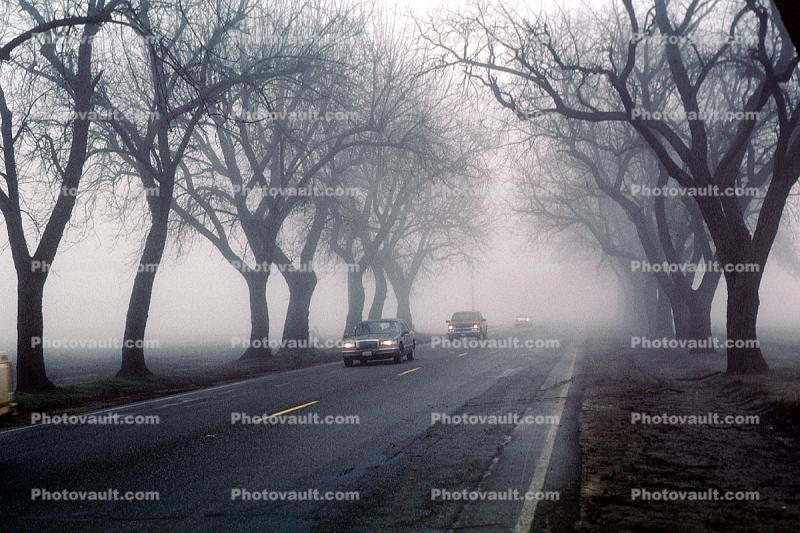 Tree Lined Road, Highway, cars, sedan, automobile, vehicles