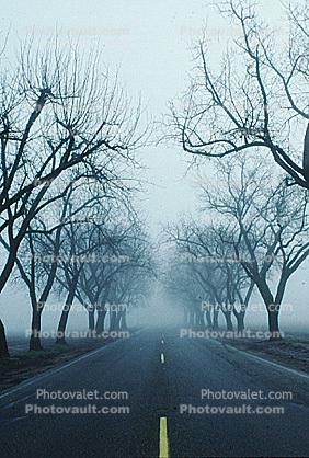 Tree Lined Road, Highway