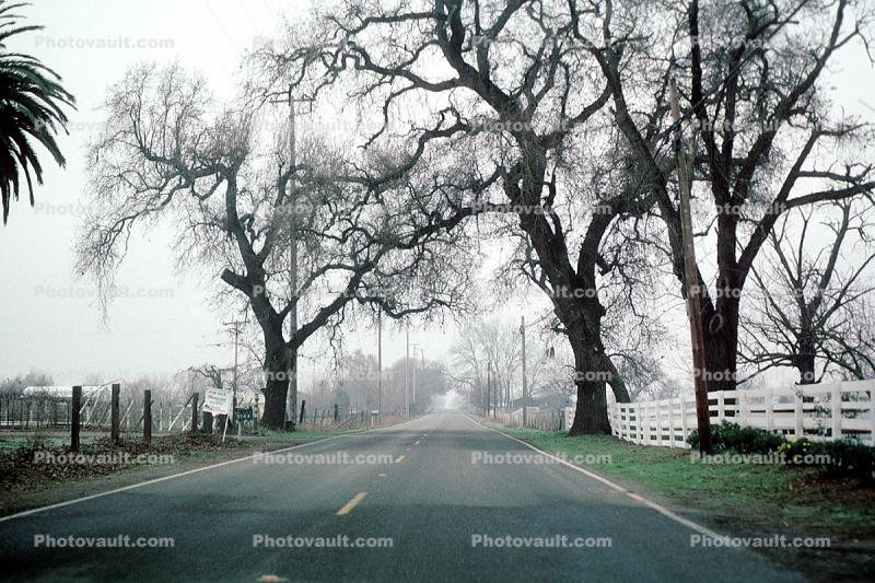 Tree line road