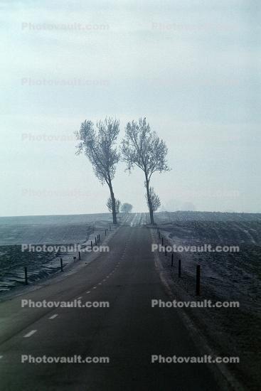 Tree Lined Road, Roadway, Highway