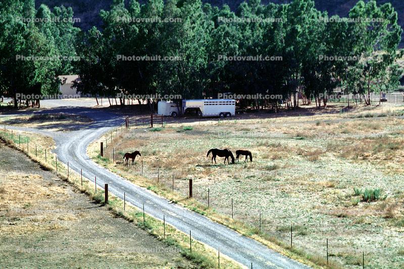 horses, west of Coalinga
