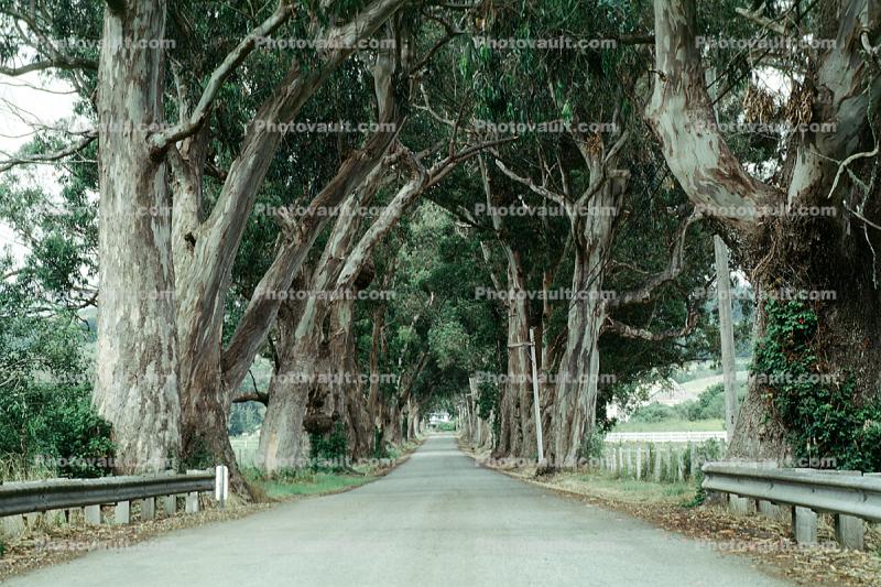 tree lined street, Road, Roadway, Highway